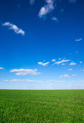 field of grass and perfect sky