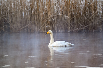 whooper swan in misty pond early morning