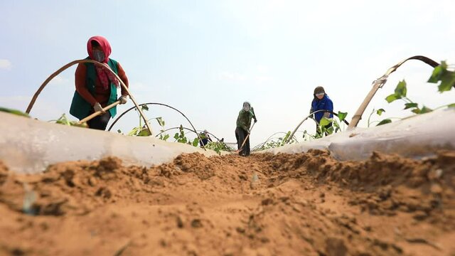 LUANNAN COUNTY, China - April 10, 2020: Farmers covered sweet potato seedlings with soil, LUANNAN COUNTY, Hebei Province, China
