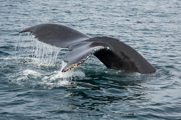 Obraz premium Whale Tail Breaching