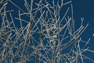 Icy treebranches against a clear blue sky