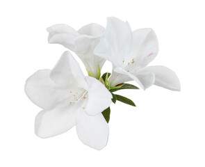 Obraz na płótnie Canvas Azaleas flowers with leaves, White flowers isolated on white background with clipping path