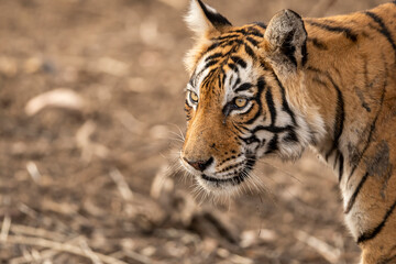 wild male bengal tiger portrait walking on forest track at Ranthambore National Park or Tiger Reserve Rajasthan India - panthera tigris tigris