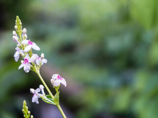Beautiful white and purple Pseuderanthemum