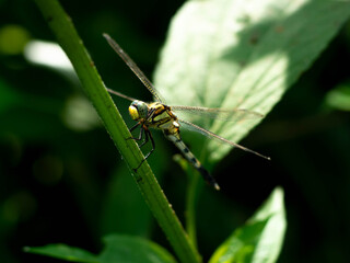 蜻蛉