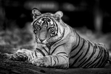 Black and white image of a wild male bengal tiger portrait resting on forest track at Ranthambore...