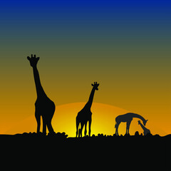 Fototapeta na wymiar Family of giraffes in the African savanna at sunset. Silhouettes of animals . Realistic vector landscape. The nature of Africa. Reserves and national parks. contour vector illustration