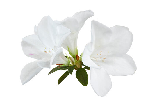 Azaleas flowers with leaves, White flowers isolated on white background with clipping path