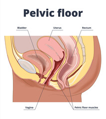 Drawing to show the pelvic floor