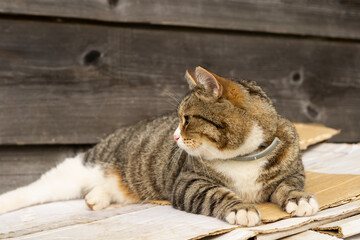 tabby cat lies on white boards in the fresh air, portrait of a cat, cat is resting outside in the yard, brown cat is stretching, cat is lying and looking
