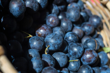 fresh plum fruits in a basket close-up, background of blue berries, juicy purple fruits in sunny weather on the market