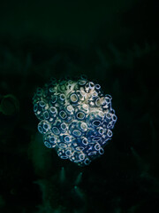 Stalked Green Ascidian, Pilz-Seescheide (Nephteis fascicularis)