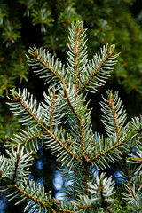 Green lush pine needles on silver spruce.