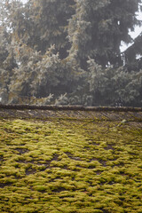 Green moss growing on the roof with a spruce tree in the background.