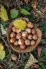 hazelnuts in coconut shell, autumn still life