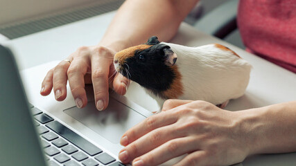 Woman working with laptop and little guinea pig sitting near her - Powered by Adobe