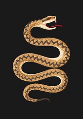Vector illustration of high detailed viper snake