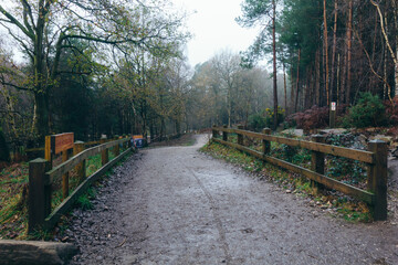 Fototapeta premium Cannock Chase last year autumn
