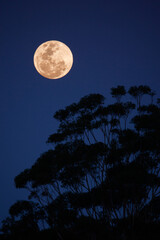 full moon with silhouette of eucalyptus trees © Krista.KW.Photo