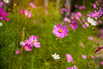Purple, pink, cosmos flowers in the garden  background in vintage style soft focus.