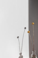 pair of billy button yellow flower balls in shadow