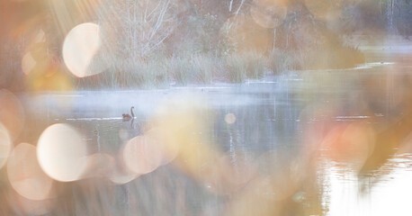 black swan on steamy lake in the morning light
