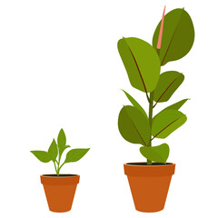 Houseplant Ficus and plant seedling potted plants