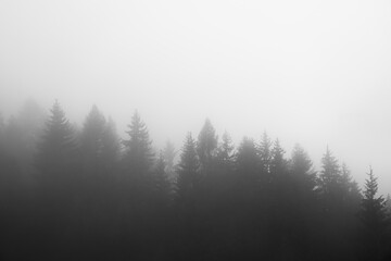 Wald im Nebel - 409830462