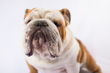 Fototapeta premium PERROS Y MASCOTAS