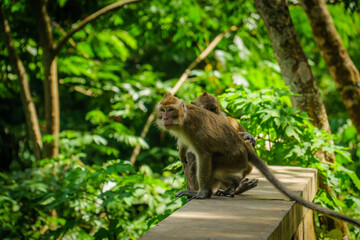 Naklejka na ściany i meble Two monkeys playing with each other in forest at Hutan Raya Juanda Bandung, West Java, Indonesia.