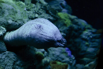Coral reef with moray eel