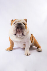 Fototapeta premium PERROS Y MASCOTAS