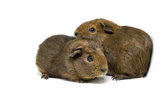 Golden agouti hotsell guinea pig