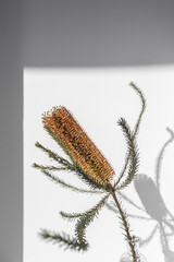 single banksia Australian native gold flower with shadow