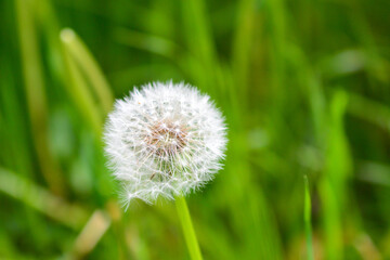 Fototapeta premium タンポポの種