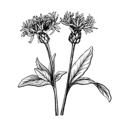 Set with mountain blue cornflower flower. (Centaurea montana, bachelor's button, montane knapweed). Black and white outline illustration, hand drawn work. Isolated on white background.