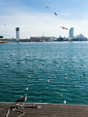 Una cria de gaviota toma el sol en el puerto de Barcelona