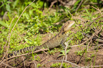 Gippsland Water Dragon, Shoalhaven River, NSW, January 2021