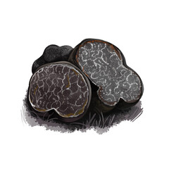 Tuber macrosporum or smooth black truffle mushroom closeup digital art illustration. Boletus has dark fruit body and grows under ground. Mushrooming season, plants growing in woods and forests