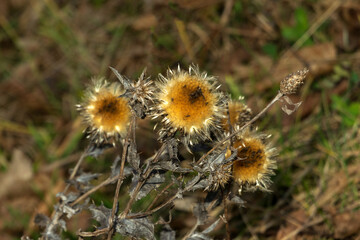 flower in the grass