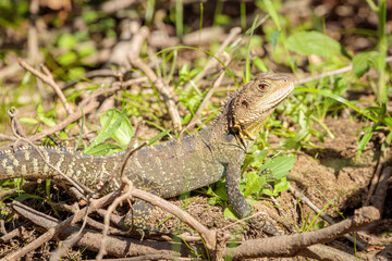 Gippsland Water Dragon, Shoalhaven River, NSW, January 2021