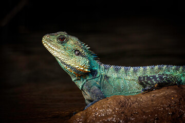 Gippsland Water Dragon, Shoalhaven River, NSW, January 2021