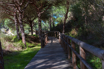 lonely wooden road in the field © beatriz