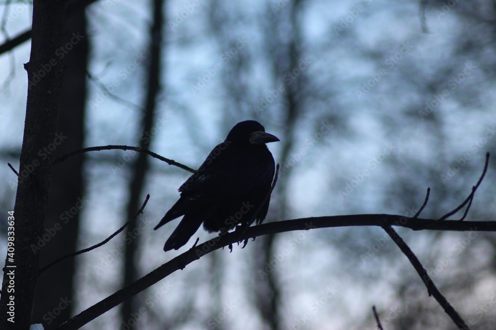 Poster crow on a tree branch