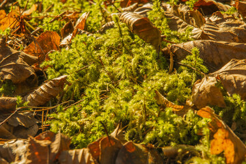 fish in the aquarium