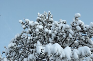 snow covered branches of tree on blue winter sky background