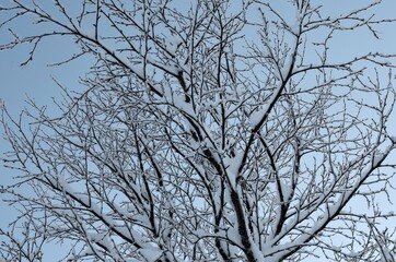 Fototapeta na wymiar snowy branches against blue sky
