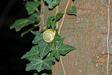Gehäuseschnecke