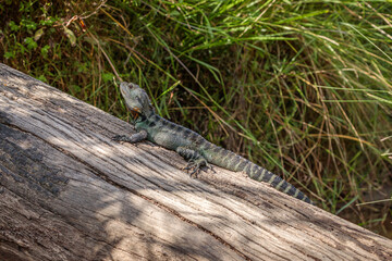Gippsland Water Dragon, Shoalhaven River, NSW, January 2021