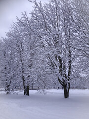 trees in snow